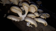Pleurotus ostreatus