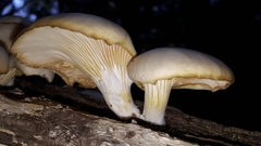Pleurotus ostreatus