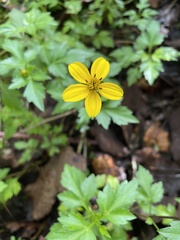 Bidens ostruthioides
