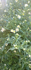Symphyotrichum lanceolatum
