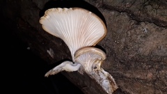 Pleurotus ostreatus