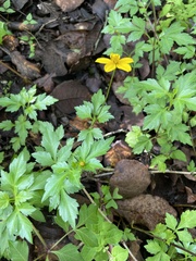 Bidens ostruthioides