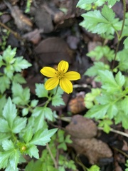 Bidens ostruthioides