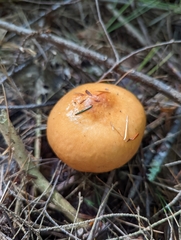 Russula claroflava