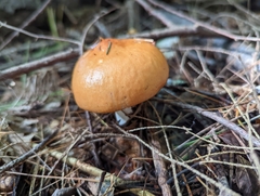 Russula claroflava