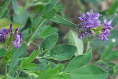 Medicago sativa