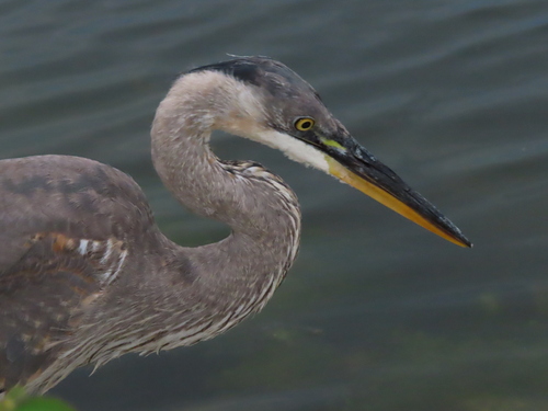 Great Blue Heron photographed in Wisconsin