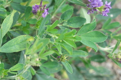 Medicago sativa