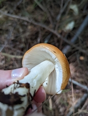 Russula claroflava