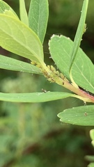 Aphis