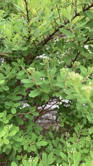 Aphis