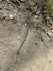 Pantherophis ramspotti
