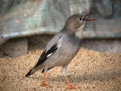 Red-Billed Starling photo 2