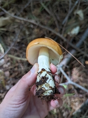 Russula claroflava