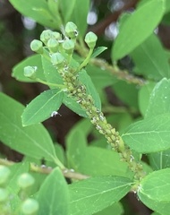Aphis