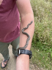 Pantherophis ramspotti