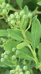 Aphis