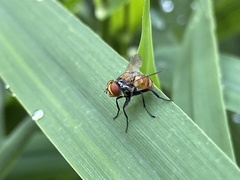 Gymnoclytia