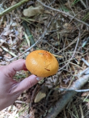 Russula claroflava