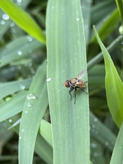 Gymnoclytia