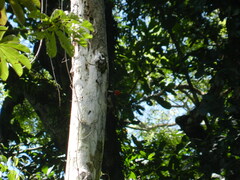 Campephilus guatemalensis