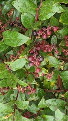 Gaultheria erecta