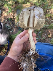 Chlorophyllum olivieri