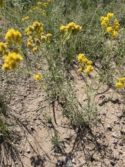 Hymenothrix wislizeni