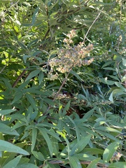 Vitex agnus-castus