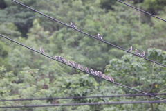 Agropsar philippensis