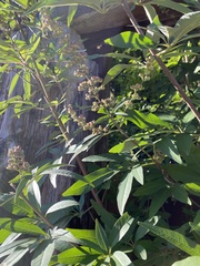 Vitex agnus-castus