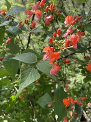 Phaseolus coccineus