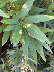 Vitex agnus-castus