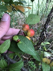Malus prunifolia