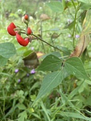 Phaseolus coccineus