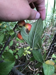 Malus prunifolia