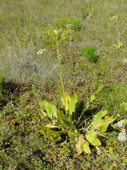 Senecio doria