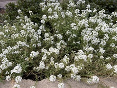 Lobularia maritima