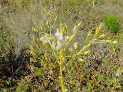 Senecio doria