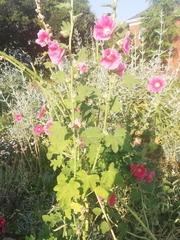 Alcea rosea