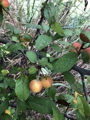Malus prunifolia