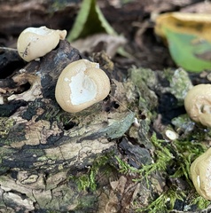 Apioperdon