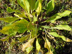 Senecio doria