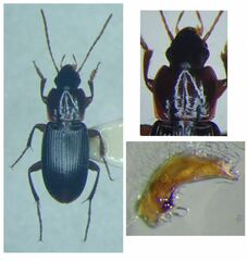 Platyderus depressus