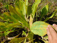 Coleosporium senecionis