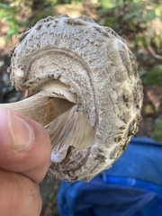 Chlorophyllum olivieri