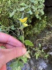 Calceolaria