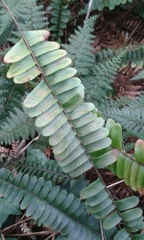 Nephrolepis flexuosa