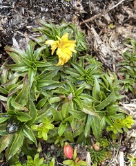 Hypochaeris sessiliflora