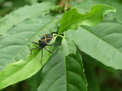 Leptoscelis conspicuus
